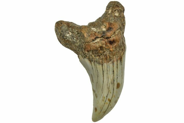 Rare, Fossil Benedini Shark Tooth - North Carolina #208093
